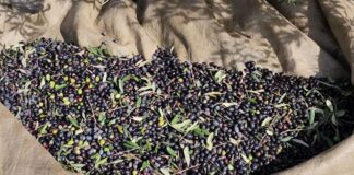 Prodhimi i pakët i ullirit! Në Mallakastër fabrikat e vajit po punojnë me kohë të reduktuar