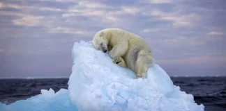 Ariu polar fle mbi ajsberg, fotografia e jashtëzakonshme që pretendon Çmimin e Fotografisë së Vitit