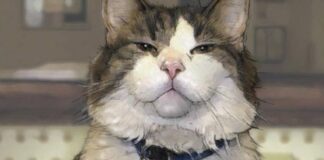 Macja që parashikonte pacientët që vdisnin