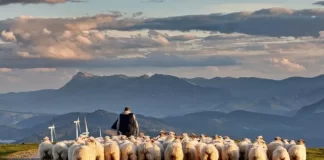 Transumanca, riti shqiptar i shtegtimit të bagëtive nga sot mbrohet në UNESCO