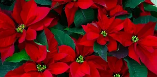 Lulja e kuqe e Krishtlindjeve, si të kujdeseni për ta patur sa më gjatë në shtëpi