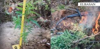 Kultivim kanabisi në Elbasan/ Ndalohen dy të shpallur në kërkim, gjykata e Elbasanit vendos masën “arrest në burg”