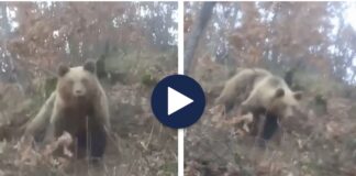 Momenti prekës kur ariu i murrmë bie në çarkun e gjuetarëve të paligjshëm, banorët kërkojnë lirimin e kafshës