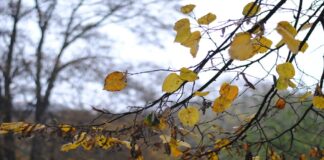 Vranësira dhe reshje shiu, parashikimi i motit për sot