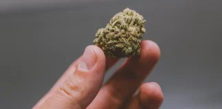 Marijuana riklasifikohet, FDA: Drogë me rrezikshmëri më të ulët