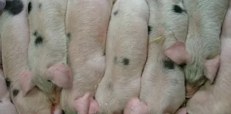 Shqipëria ndalon importin e derrave dhe pulave nga disa vende të prekura nga “murtaja afrikane” dhe “Influenca Aviare”