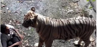 Momentet e fundit të të riut që u vra nga tigri 200 kg, pasi hyri në zonën e predatorit në kopshtin zoologjik (video)