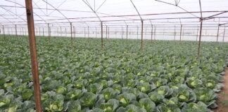 Ankohen fermerët në Elbasan: Investuam në serra, mungon fuqia punëtore