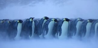 Ndryshimet klimatike/ Mijëra pinguinë perandorë po ngordhin nga shpërbërja e akullit, sateliti gjurmon katër grupe të reja