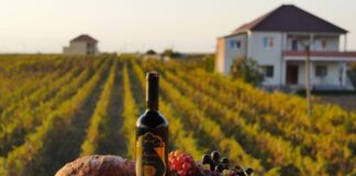 Agroturizmi në Shqipëri, deri në 2027 pritet që ndikimi në ekonomi të kapë vlerën 14.2 milionë euro