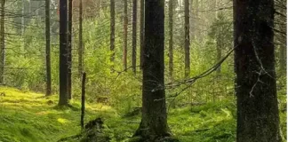 Të gjithë mund të shikojnë pemët në pyll por vetëm pak mund të pikasin bretkosën e fshehur (fotot)