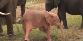 Video/ Filmohet një elefant i rrallë ngjyrë rozë duke luajtur në një pellg me ujë në Afrikën e Jugut
