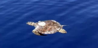 Hëngrën mishin e breshkës së ujit, humbin jetën 8 fëmijë dhe një grua