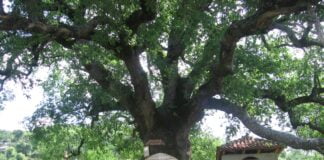 Dushku i Lleshanit, simbol i përjetësisë dhe trashëgimi e çmuar e Elbasanit