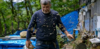 “Mjalti i çmendur” në Turqi po bën bujë nëpër botë! Krijon halucinacione për shkak të kësaj luleje të purpurt. Rrit performancën seksuale