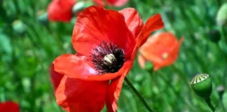 Katër pijet që qetësojnë sistemin nervor