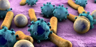 Bakteret e rrezikshme dhe rezistente ndaj antibiotikëve, OBSH publikon listën