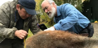 Zbulimi i mbetjeve 52 mijë vjeçare, gjenden për herë të parë fosilet e kromozomeve të lashta