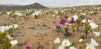 VIDEO/ Shkretëtira më e thatë në planet mbulohet nga lulet, zbulohet arsyeja e fenomenit të pazakontë