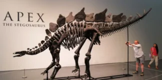 Shitet për 44.6 milionë dollarë fosili më i madh i plotë gjetur ndonjëherë