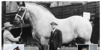 Kali më i madh në botë ‘Mamuthi Sampson’ peshonte sa një makinë dhe kishte një këmbë sa një burrë i rritur (fotot)