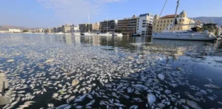 Greqi, peshqit e ngordhur: Volosi shpall emergjencën, ndotje e frikshme!