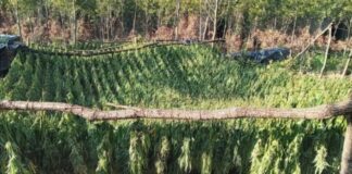 Kapet mbi 1 ton drogë në Kosovë, lënda narkotike me vlerë 5 milionë euro (Detajet)