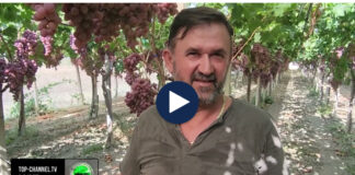 Një copëz Siçilie në Libofshë/ Vreshtari që u kthye nga emigrimi me fidanët italianë të rrushit