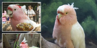 Papagalli rozë më i vjetër në botë ka performuar në kopshtin zoologjik për 75 vjet, mosha e vërtetë nuk do të mësohet kurrë (fotot)