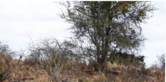 Ju keni ‘shikimin e një shqiponje’ nëse pikasni luanët e përgjumur në imazhin nga bota e egër (fotot)