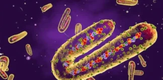 Shpërthen virusi i rrezikshëm, 6 të vdekur deri tani/ Transmetohet tek njeriu përmes lakuriqëve të natës