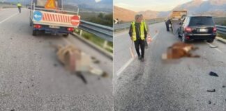 EMRI/ Aksident i rëndë, përplaset për vdekje këmbësori, ngordh dhe lopa me gomarin