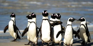 STUDIM – Popullata globale e kafshëve të egra bie me 73% në 50 vjet