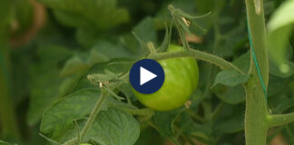 Perime pa pesticide! Prodhimet organike pa kimikate shkojnë të gjithë për eksport