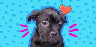 Njësoj si njerëzit edhe katërputroshët rrinë zgjuar natën pas një dite të stresuar!