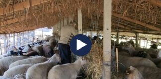 Bruceloza, ende pa vaksinim/ Ekspertët tregojnë rreziqet nga mungesa e mbrojtjes nga sëmundjet e kafshëve