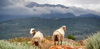 Situatë alarmante në Greqi, përhapet me përmasa të mëdha lija e dhenve, shkak transporti ilegal