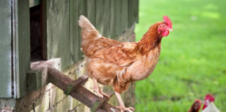 Shkenca thotë se ‘ka zbuluar’ cila ka dalë e para, pula apo veza (fotot)