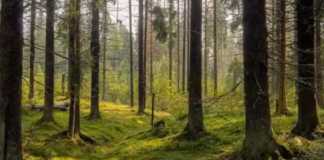 Të gjithë mund të shikojnë pemët por ata me sy më të mprehtë pikasin dhe bretkosën diku në pyllin e gjelbëruar (fotot)