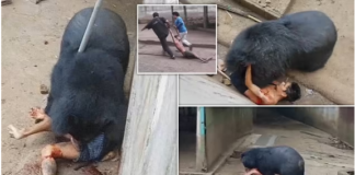 Video/ Ariu i tempullit kap burrin që e provonte me ushqim dhe nis ta kafshojë, por për fat pa e vrarë (fotot)