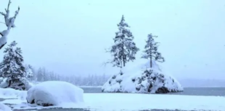 Të gjithë mund të shikojnë pemët e bardha por një ari polar fshihet në peizazhin e ftohtë dhe duhet zbuluar (fotot)