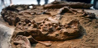 Shkencëtarët në Peru zbulojnë një fosil krokodili, 12 milionë vjet të vjetër