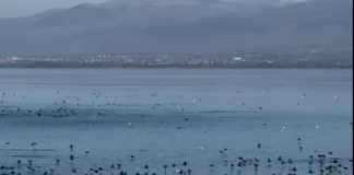 Rama ndan pamjet: Një fluturim mbi liqenin e Shkodrës