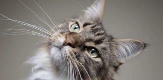 ”Scientific Reports”: Macet janë më të afta në lidhjen e fjalëve sesa foshnjat