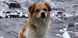 SOFT NEWS – Qeni i shfaqur nga hiçi, shpëton alpinistin e humbur në 5 000 metra mbi nivelin e detit