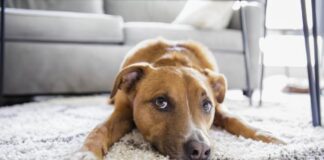 Shikimi i njeriut me katërputroshin e lidh atë me emocionet e tij