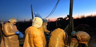 Murtaja e afrikane, digjen dhe asgjësohen derrat e ngordhur