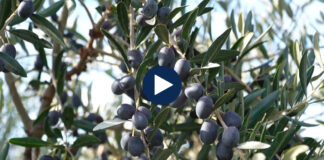 Ulliri, problem fuqia punëtore/ Vit i mbarë me prodhimin në Peqin! Mungojnë njerëzit për të vjelë produktin