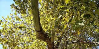 Rrapi i Bezistanit në Elbasan