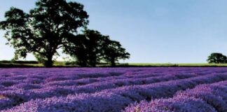 Eksportet e bimëve mjekësore u rritën me 14%